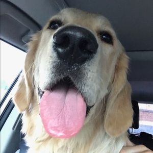 Meet your Posher, Abigail